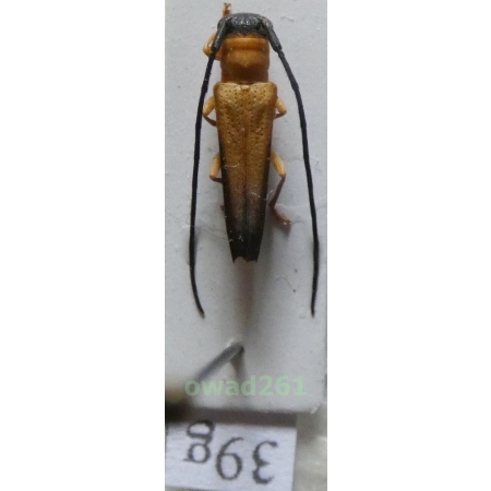 Nupserha ustulata (Erichson, 1834) Philippines39g